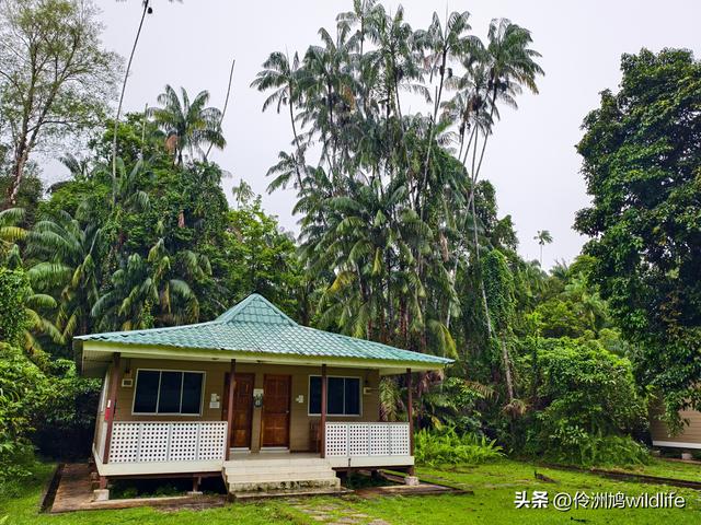 马来西亚(36)砂拉越州⑩峇哥国家公园夜间徒步体验