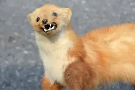 黄鼠狼是不能打的，老人为何常说打黄鼠狼会带来灾难?图片