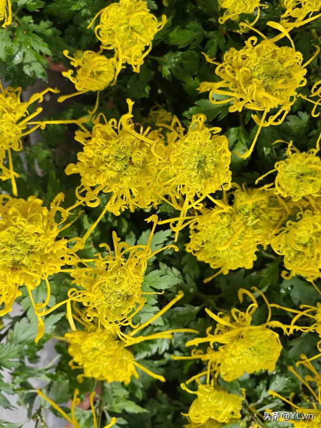 拱墅区菊花展分会场,无需预约无需门票,逛桥西历史直接赏菊花