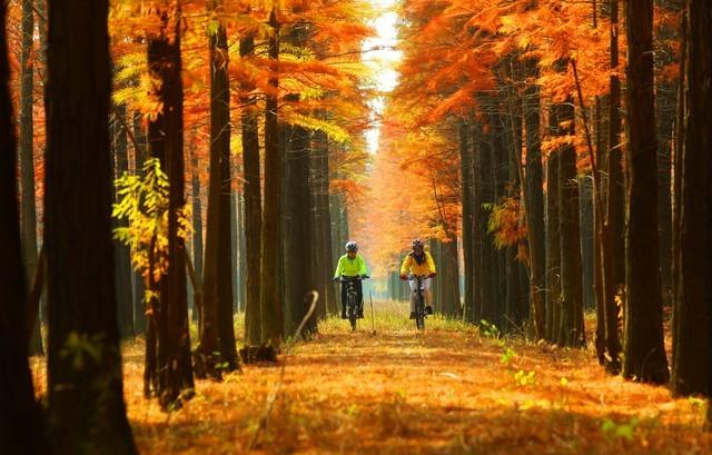 读唐诗看美景，让视觉和思绪一道欣赏黄叶遍地、层林尽染静美之景