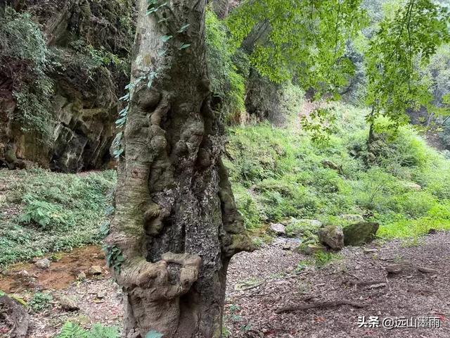 徒步武定香水箐，赏野草香飘、听溪流淙淙，徜徉绿水青山中，惬意