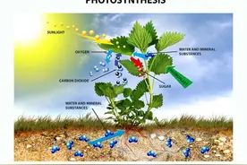 微塑料对人体害处巨大！我们都会摄入!避免它的危害？图片