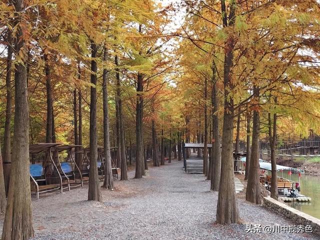 宁国红杉林：观赏指数Ⅱ级！