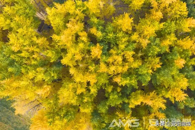 随手一拍都是大片！安阳深秋限定美景已上线→