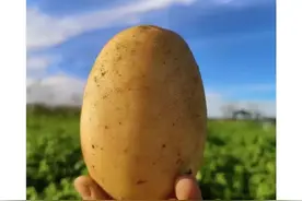 武川有礼了 | 土豆蒸着起沙 烤着开花 我为老乡拼一单 特产美味往家搬图片