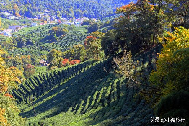 杭州冬日徒步，从古村到茶园，银杏金黄枫树染红，感受山野之乐