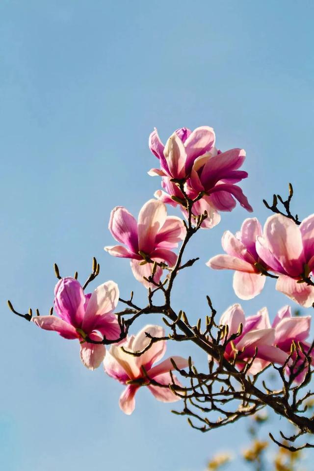 大寒至，春可期，昆明这些地方繁花似锦！