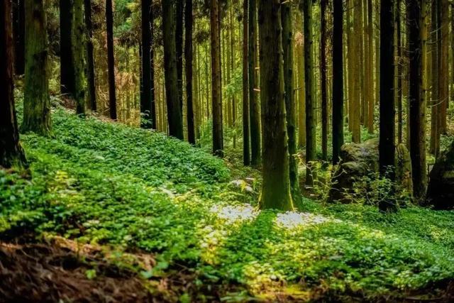 邛崃秋假放大招！这些景区免门票啦，亲子错峰游直接冲