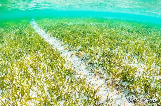 比森林固碳快90倍！这片海底草甸正加速消失