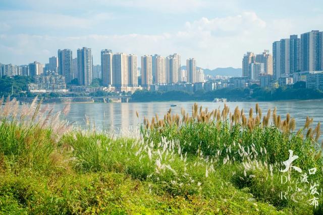 梦幻绝美!大渡口藏着一大片芦苇花海,现在去正好