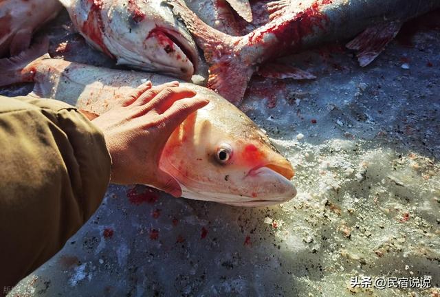 吉林的冰上冬捕刚刚下线，新疆的就来了，知道是哪吗？