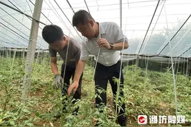村村有好戏 | 草莓西红柿种出好“钱”景图片