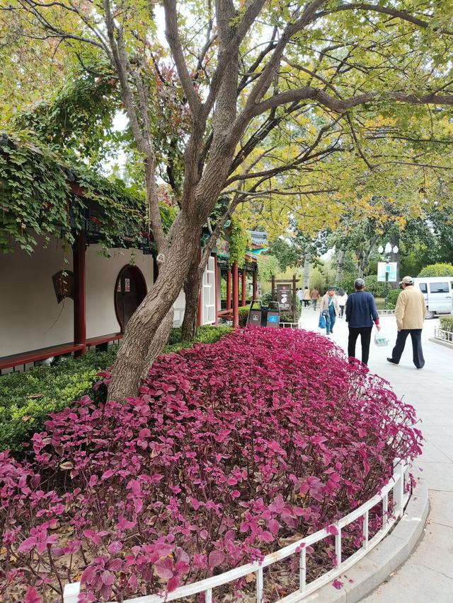 天津秋天的《人民公园》