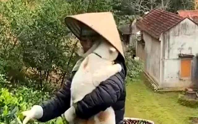 狸花猫打架输了，回家气呼呼地喝水，奶奶在旁一边安慰一边支招