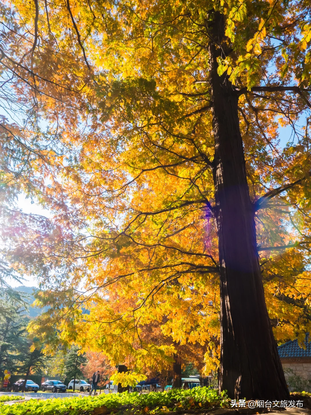 【乐游烟台】此时此刻，烟台醉美赏秋地出现了