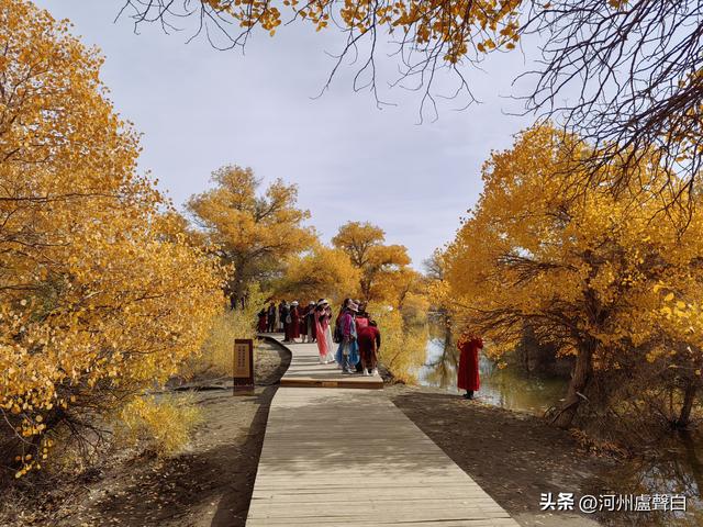 金塔胡杨林