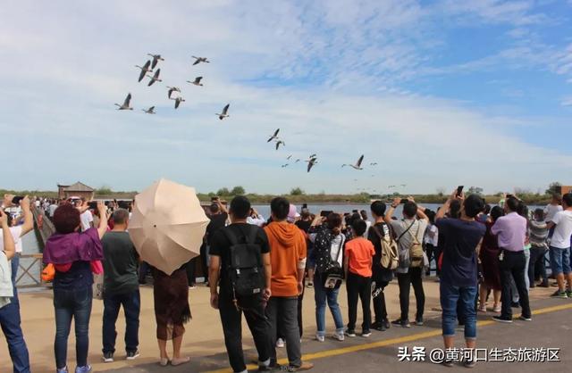 【黄河口生态旅游区】以湿地为笺，用候鸟作笔 —— 致教师的自然礼赞