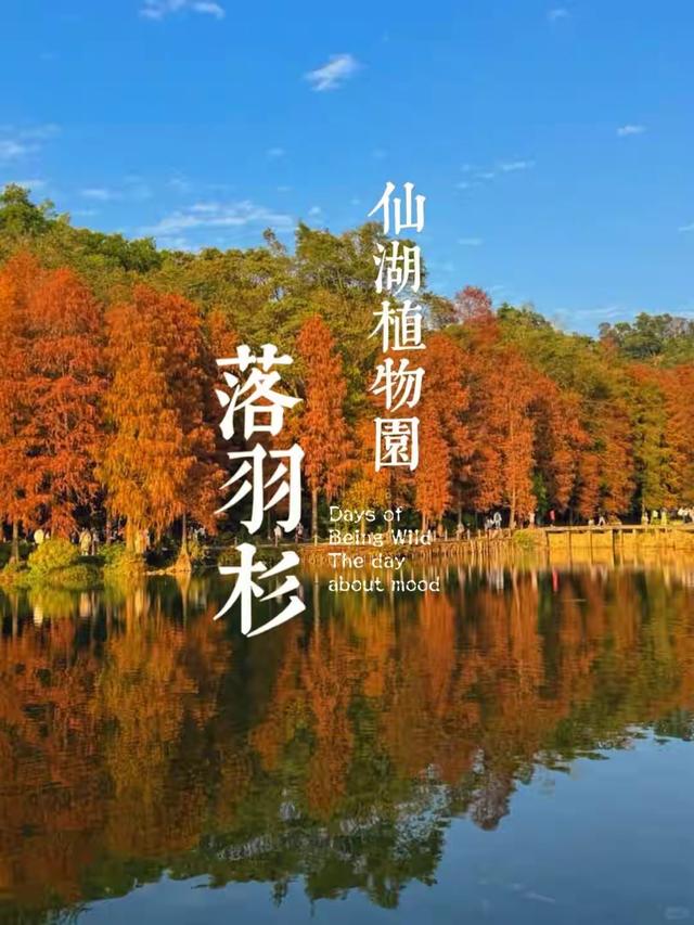 深圳秋景隐藏王者！仙湖植物园刷爆朋友圈