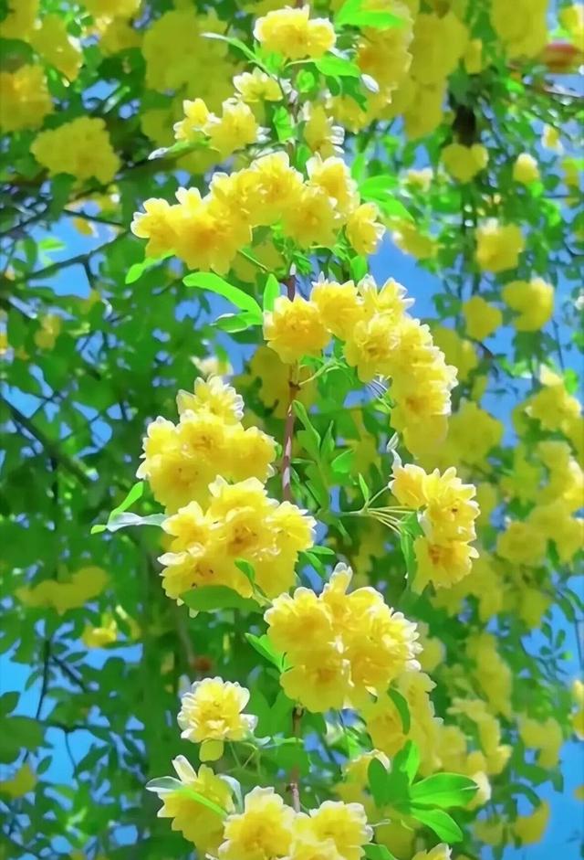 #治愈系风景 #清新美景