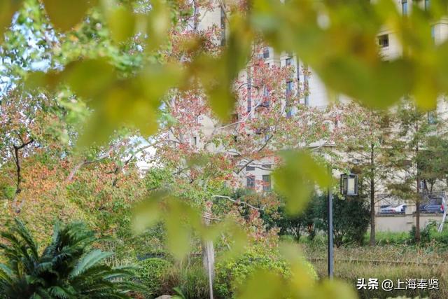 谁懂啊！这些打卡地的秋，连落叶都在教你拍照→