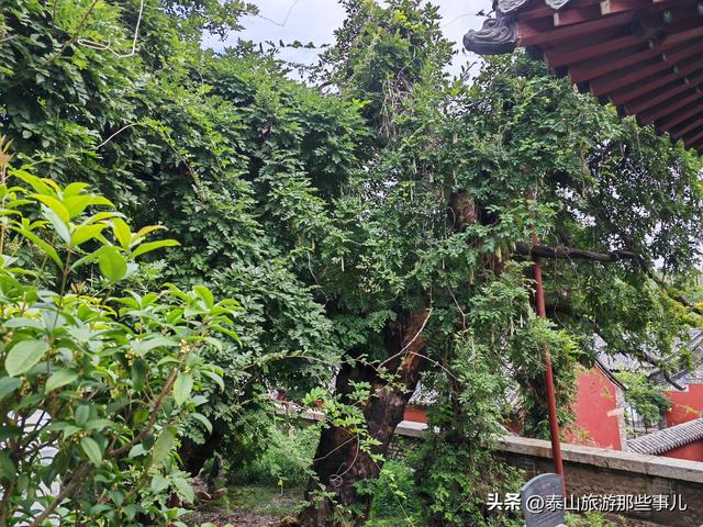泰安：泰山凌汉峰下有一景点，一井一梅一禅院，两段风云两种修行
