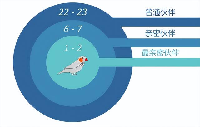 颠覆认知！10厘米小鸟竟有三层朋友圈	，社交逻辑和人类神同步？