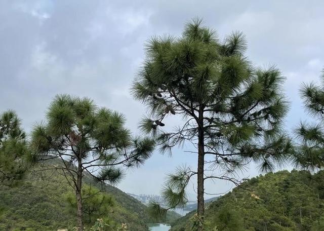 凤凰山33岁失踪男子后续：已死亡，尸体腐烂死状凄惨，画面曝光！