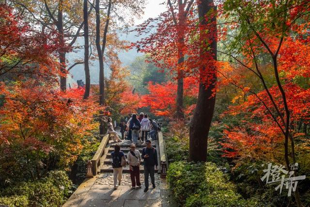 杭州最近美“枫”了，红枫和鸡爪槭还“傻傻分不清楚”？