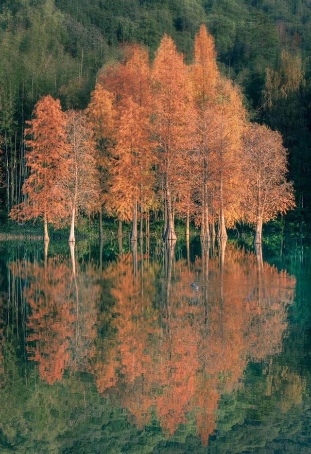 广东今日宜洗晒！落羽杉已换装，秋冬大片等你开机丨温度记