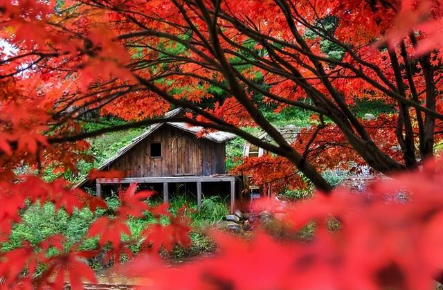 【雄奇山水 冬韵武隆】彩叶织锦·山野层林映画