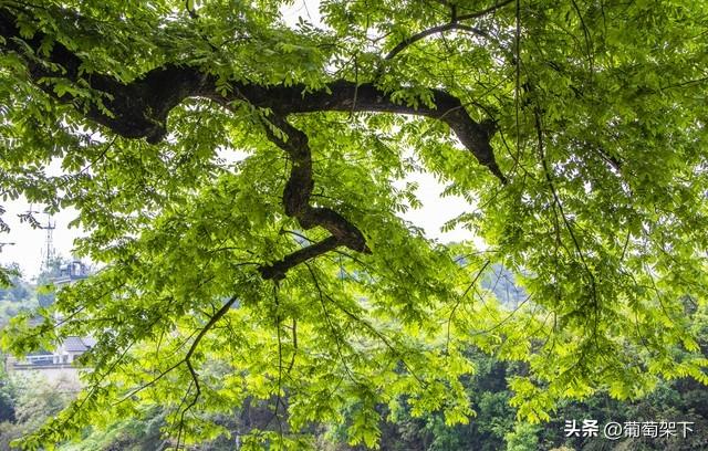 峄县八景：镌刻在鲁南大地上的千年文脉