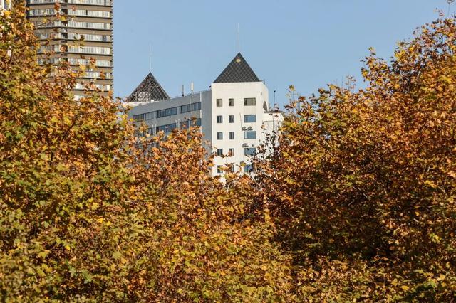 梧桐为笺，车流作墨——北京路写下一封贵阳版的“冬日情书”