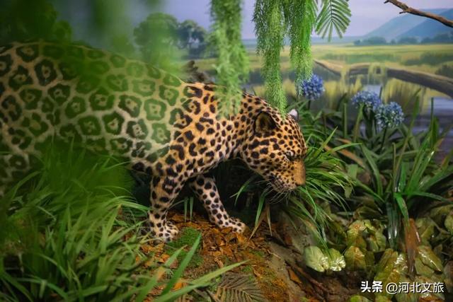 在保定，体验真实版“疯狂动物城”！