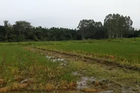 河南毒蛇三巨头都有谁？毒蛇不是南方特有，北方毒蛇也不少！图片