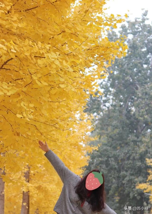 【石家庄】河北经贸大学银杏节预览，随手一拍都是壁纸