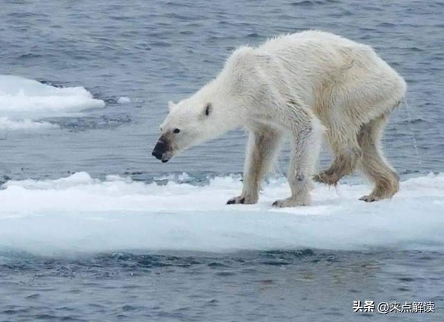 丘吉尔镇：北极熊闯社区，海冰消失下的共处实验