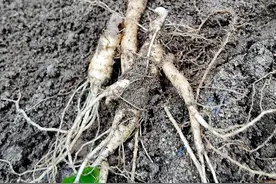 大自然的馈赠——西洋参图片