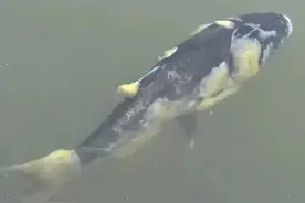 鱼类水霉病的诊断与防治措施探讨：防治水霉病关键是早发现早治疗图片
