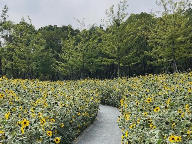 上海30万平的新晋顶流公园,风景绝美免费参观!