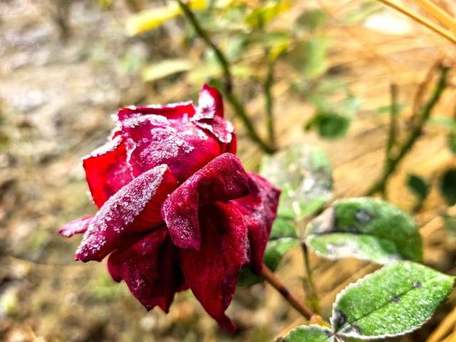 小雪｜冬意初临时，风物成画，岁月如诗