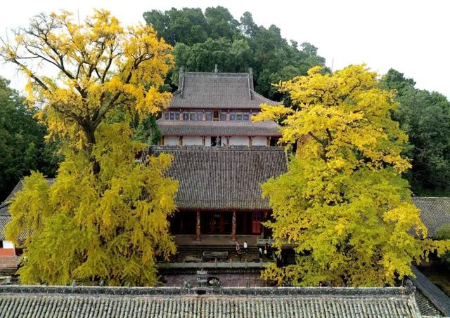 实拍！实拍！金堂这里的千年银杏超美