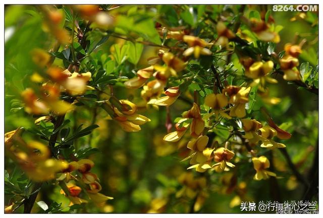 山东行游影记（50）—银雀山汉墓竹简博物馆（一）