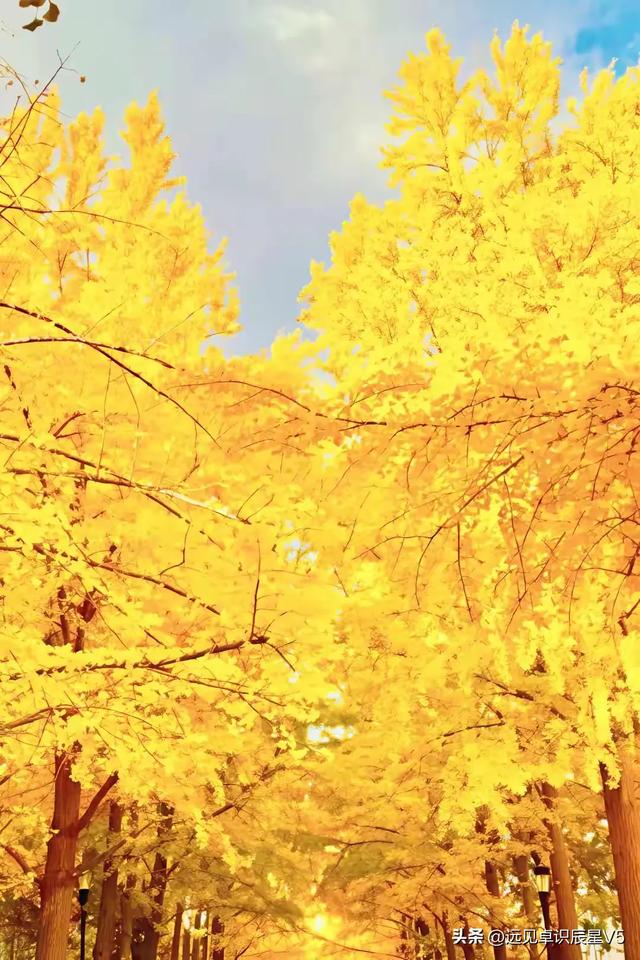 北京的银杏真的杀疯了！超美银杏瀑布	，惊呆了整个秋天！