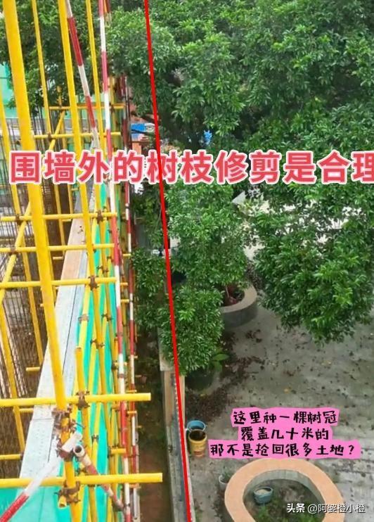 全红婵家建房最新情况：施工受阻，邻居仍不肯砍树，现场照片曝光