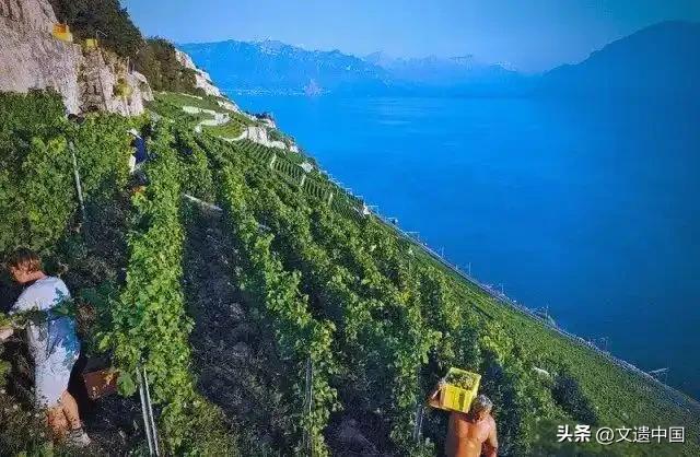 云端阆苑仙境,全球三大绝美梯田景观,个个世界文化遗产