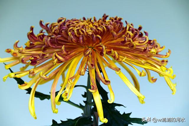 菊花是秋天里美丽的图画