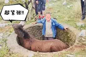 消防队紧急出马……马官镇，救马！图片