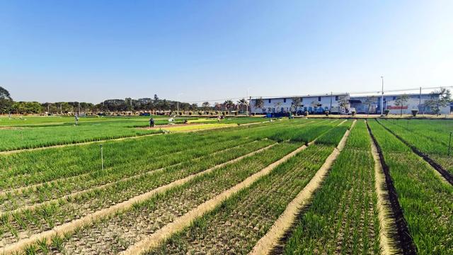 石碣好 “景”！拥抱生态绿地，感受田园风光~