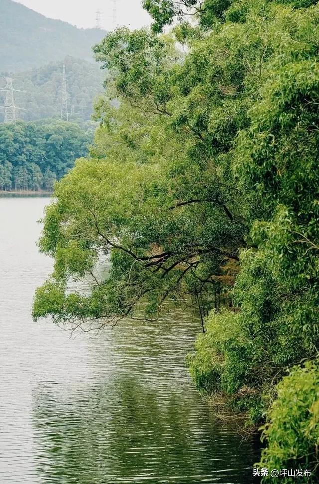 骑遇坪山① | 宝藏“高颜值”骑行线，拍出森系大片刷爆朋友圈