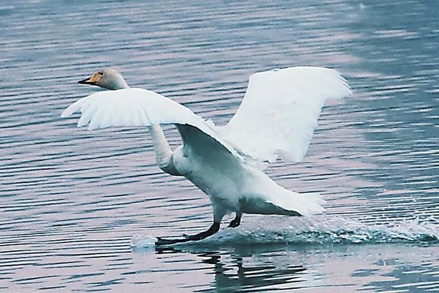 河南三门峡：天鹅湖晨曲